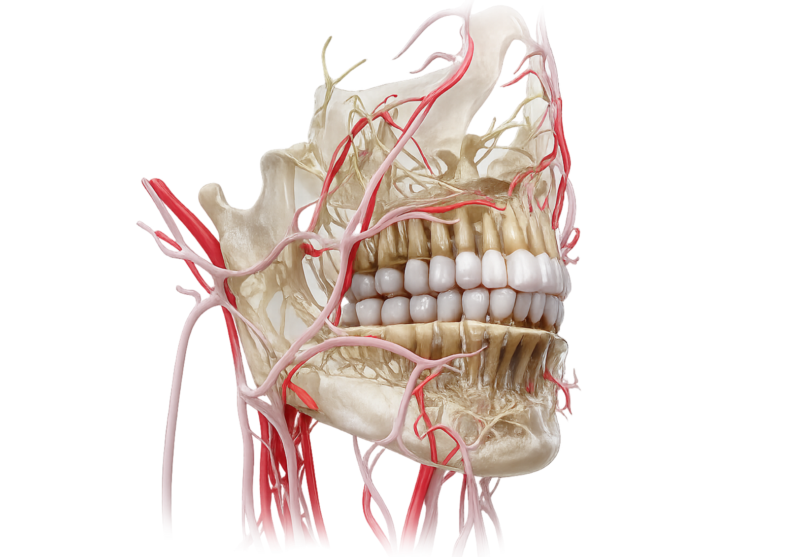 3D Dental Model